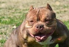 娱乐吃瓜酱小奶狗,揭秘娱乐圈的甜蜜与苦涩