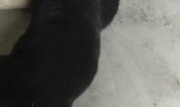 娱乐吃瓜酱小奶狗,揭秘娱乐圈的甜蜜与苦涩